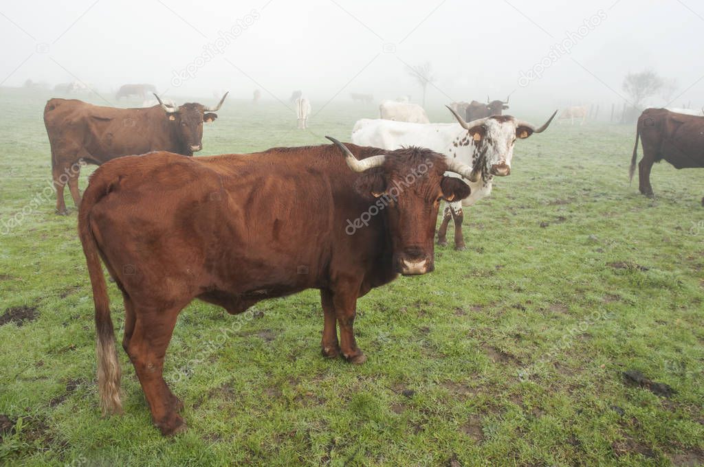 Cows on meadow day with foggy pasture of Andalucia