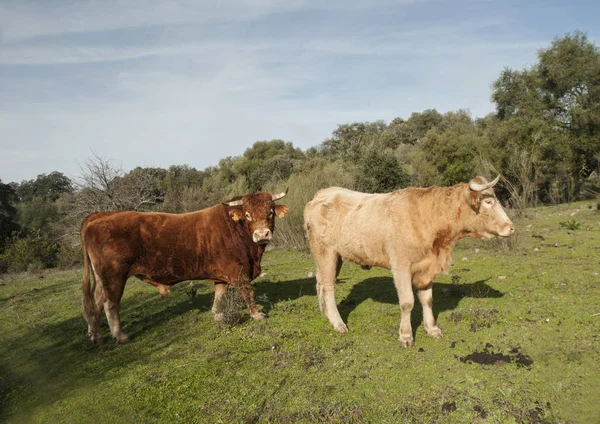 牛や子牛は、ホルムオークの木やコルクオークの間でアンダルシアの牧草地に存在感を持っています — ストック写真