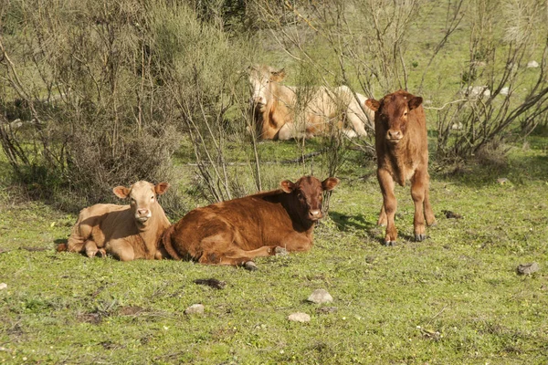 Byki krowy i cielęta mają spokojną egzystencję na łąkach Andaluzji wśród dębów i dębów korkowych — Zdjęcie stockowe