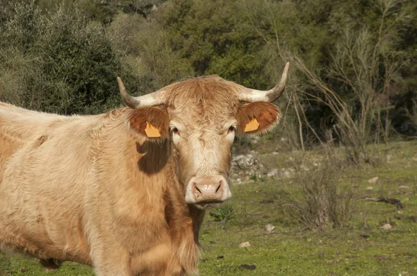 Blonde cow looking curious in holm oak meadow in Andalucia — Stock Photo, Image