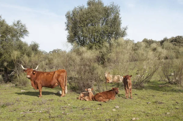 Vacche e vitelli toro hanno una placida esistenza nei prati dell'Andalusia tra lecci e querce da sughero — Foto Stock