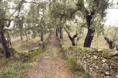 Sierra de Huelva Andalusia 'daki meşe ve meşe ağaçları arasında taş duvarlar veya duvarlarla yapılmış bir yol.