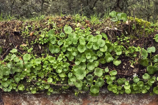 Umbilicus rupestris bedekt stenen muur plant die graag groeien in vochtige plaatsen zoals muren — Stockfoto