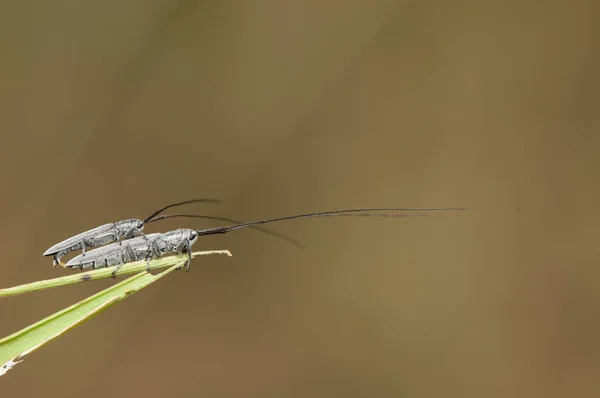 Calamobius filum στο Raphanus raphanistrum μικρό γκρίζο σκαθάρι και τεράστιες κεραίες που την άνοιξη τρέφονται και ζευγαρώνουν με τα διάφορα λουλούδια — Φωτογραφία Αρχείου