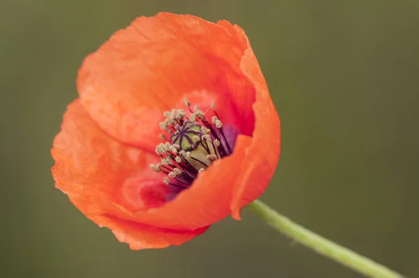 Papaver pinnatifidum mediterranean poppy small poppy of intense abundant red color in the fields and crops of Andalusia — ストック写真