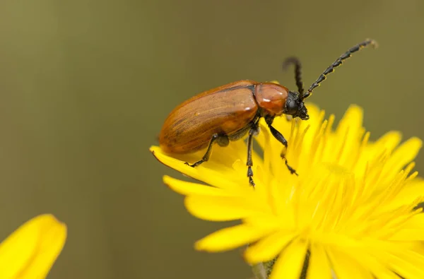 软骨病是一种小的浅褐色甲虫，在整个安达卢西亚春季都很常见的黑色大触角 — 图库照片
