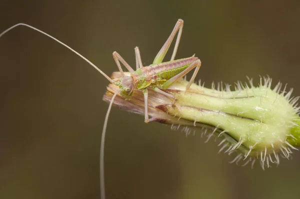Small green and red scrub cricket with the color of the cuticle very clear as it has just moved when growing perched on a plant — Stock Photo, Image