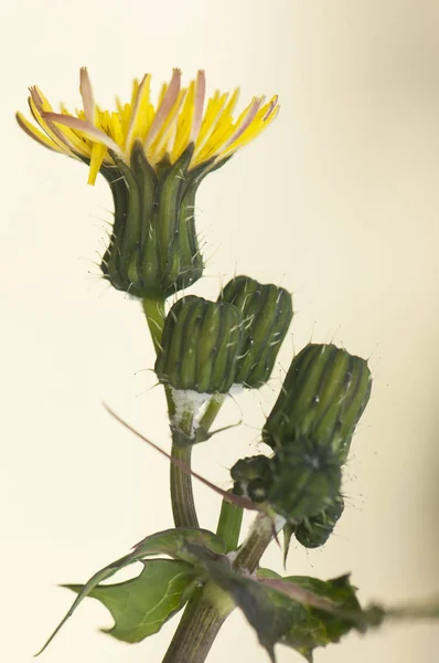 Sonchus oleraceus common sow smooth annual sowthistle milk soft annual aares colwort milky tassel swinies large size plant green pretty yellow and flowers edible — Stock fotografie