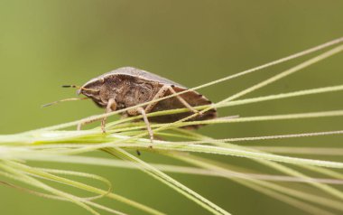 Eurigaster Cf Avusturyalı güneş zararlı veya mısır böceği kahverengi çizgili böcek bazı insan kültürlerinde çok ciddi bir baş belası haline gelir.