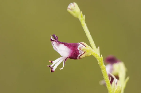 Scrophularia canina cane figwort pianta mediterranea con piccoli fiori medicinali viola e bianco utilizzati come una potente guarigione — Foto Stock