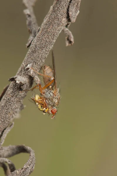 Especies de Scathophaga mosca consumida presa diptera de tamaño mediano que caza otras moscas de tamaño pequeño a las que extrae su jugo — Foto de Stock