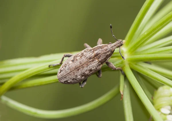 Weevil kever curculionidae insect dat zich voedt met groenten met behulp van zijn stam om de kaken te introduceren in de planten die het voedt met — Stockfoto
