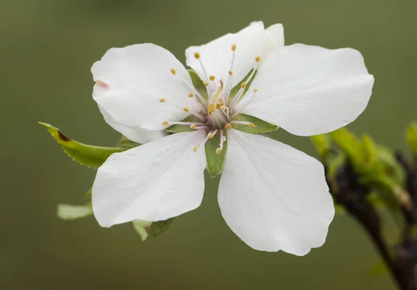 Prunus dulcis Badem çiçekleri kışın su damlacıklarıyla birlikte bu ağaçların çiçekleri çoktan çiçeklenmiştir. — Stok fotoğraf