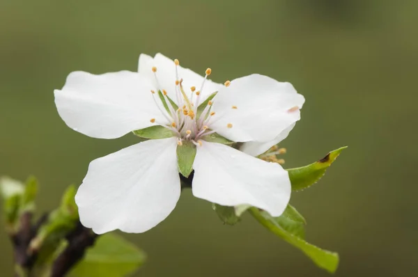 Prunus dulcis Fleurs d'amandier avec des gouttelettes d'eau en hiver les fleurs de ces arbres sont déjà en pleine floraison — Photo