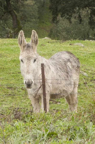 Donkey of Andalusian breed in green meadow of holm oaks looking behind a wire mesh looking curiously — Stock Photo, Image