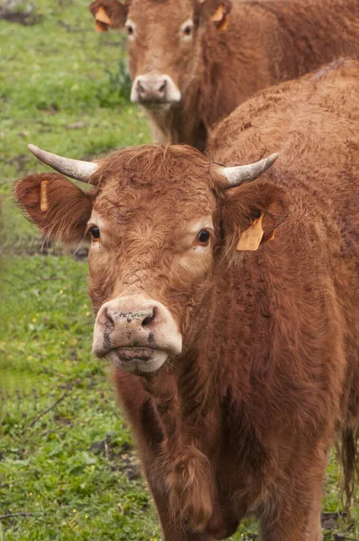 Αγελάδες της φυλής λιμουζίνα διέσχισε στο πράσινο λιβάδι της Ανδαλουσίας με βελανιδιές holm αναζητούν περιέργως, ενώ τη λήψη της φωτογραφίας — Φωτογραφία Αρχείου