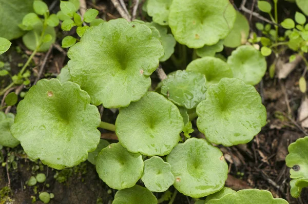 Umbilicus rupestris Navelwort plant green leaves leaves growing on the stone walls in the wet season great healing for chilblains — 스톡 사진