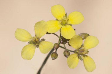 Dikdörtgen duvar-roket çiçeği İspanya 'da yaygın olarak kullanılan jaramago otlaklarda ve ekilmiş topraklarda çok yaygındır çünkü yabani otlar küçük granivoröz kuşların yiyeceğidir.
