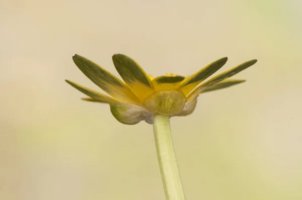 Ranunculus ficaria celandine ou pilewort plante à fleurs jaunes très frappante commune dans les endroits humides en hiver et au printemps de l'Andalousie — Photo