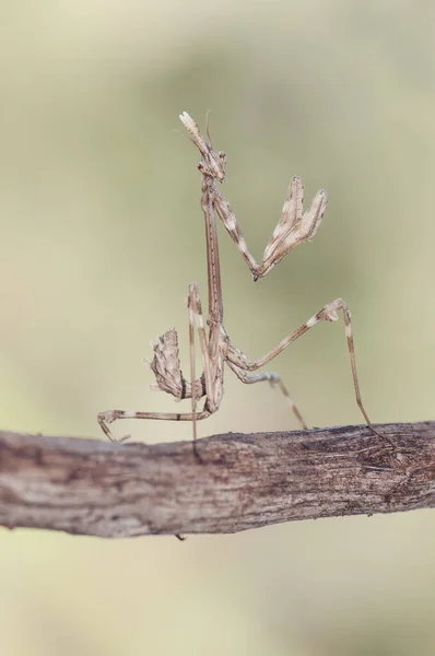 Empusa pennata conehead mantis nymph encontrado en medio del invierno debido a la alta temperatura ramita-como insecto —  Fotos de Stock