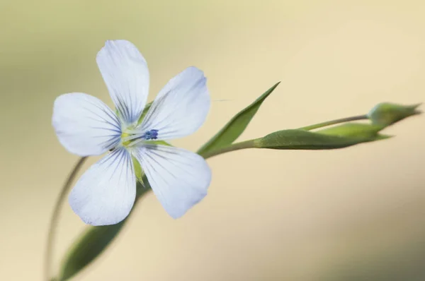 Linum bienne vaalea pellava kukka herkkä sininen väri tyylikäs ja pieni sukulainen, jota käytetään saada kuitua — kuvapankkivalokuva