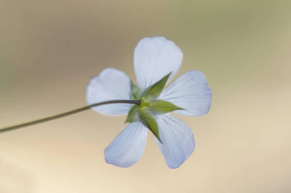 Linum bienne flor de linho pálido de cor azul delicado elegante e pequeno parente das espécies usadas para obter fibra — Fotografia de Stock