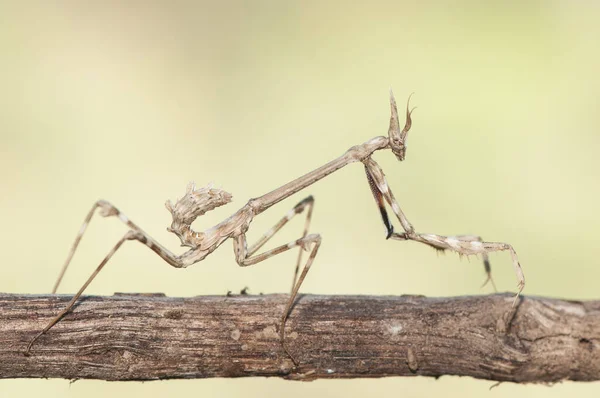 Empusa pennata conehead mantis nimf gevonden in het midden van de winter als gevolg van hoge temperatuur takje-achtige insect — Stockfoto