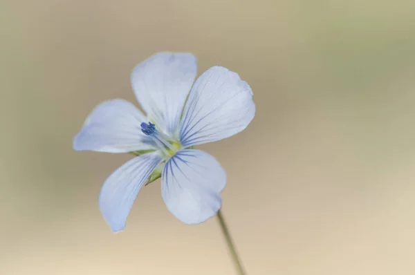 Linum bienne vaalea pellava kukka herkkä sininen väri tyylikäs ja pieni sukulainen, jota käytetään saada kuitua — kuvapankkivalokuva