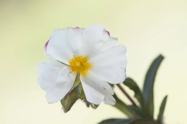 Cistus monspeliensis Montpellier Krzew pospolity w Andaluzji z delikatnymi białymi kwiatami z pomarańczowymi żółtymi łodygami — Zdjęcie stockowe