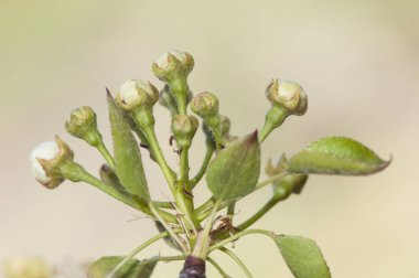 Pyrus bourgaeana İber armut ağacı. Huelva 'nın kuzeyinde çok yaygındır. Güzel beyaz çiçekler ve mor keklerle.
