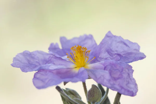 Cistus albidus pianta arbustiva a foglia grigia con fiori rosa porpora e centro giallo-arancio tipico dei terreni calcarei — Foto Stock