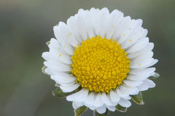 Bellis species common lawn or English daisy flower with white petals and orange yellow stamens sunny meadows of Andalusia due to high temperatures bloom in winter — Stock Photo, Image