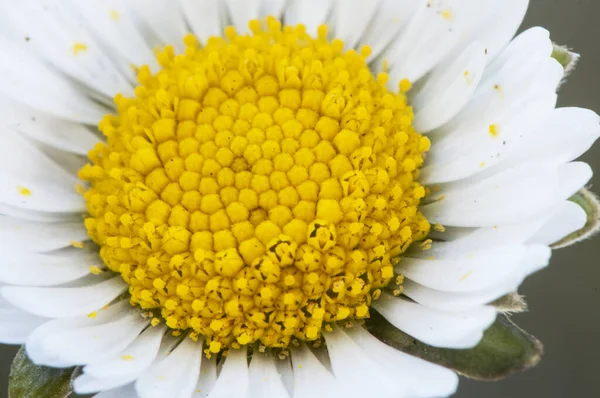 Gatunki Bellis pospolity trawnik lub angielski stokrotka kwiat z białymi płatkami i pomarańczowy żółty stamens słoneczne łąki Andaluzji ze względu na wysokie temperatury kwitną w zimie — Zdjęcie stockowe