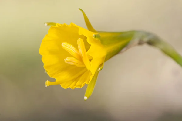 Narcyz bulbocodium obręcz petticoat żonkil kwiat intensywnego żółtego koloru i kształt trąbki, który kwitnie późną zimą i wczesną wiosną, chociaż wysokie temperatury są już w rozkwicie — Zdjęcie stockowe