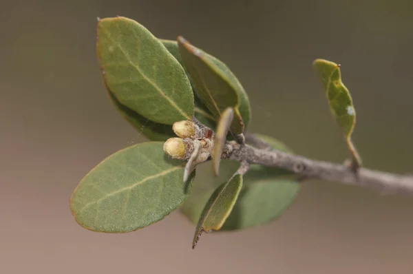 霍尔姆橡木的春芽，但在这种情况下，深褐色枝干上的绿色小叶在冬季出现了 — 图库照片