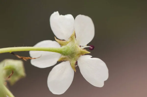 Pyrus bourgaeana Iberyjska gruszka dzikie drzewo, którego kwiaty są jednymi z pierwszych pojawiających się w zimie są bardzo piękne, ale śmierdzące — Zdjęcie stockowe