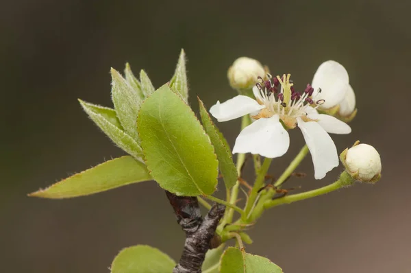 Pyrus bourgaeana iberiska päron vilda träd vars blommor är bland de första att visas på vintern är mycket vackra men luktar — Stockfoto