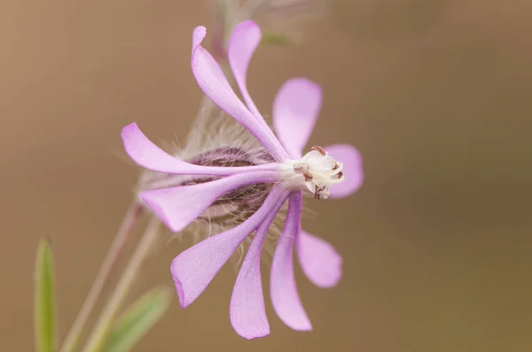 Silene colorata Cloven-Petalled Campion fioletowy kwiat w kształcie gwiazdy bardzo często na skraju dróg i zazotowanych łąk Andaluzji — Zdjęcie stockowe