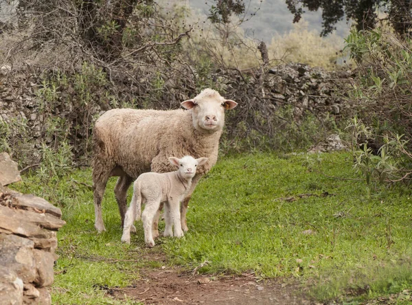 Pecora e il suo agnello guardando curiosamente e prudentemente accanto a un muro di pietra in una fattoria andalusa — Foto Stock