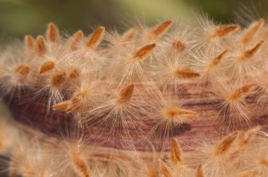Neryum zakkum tohumları kışın sonunda bu zehirli çalı açılır ve yeni sezon ışıklarını yakmak için achene şeklinde tohum tohumları sunar.