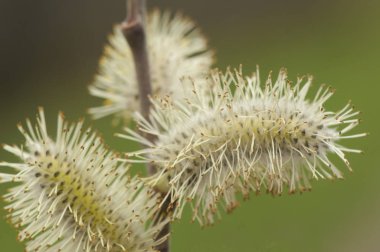 Tükürük sallwos söğüt türleri ya da kış sonu ya da ilkbaharın başında bu hassas çiçeklerin, ışık saçan ağaçların yapraksız gövdelerinde doğduğunu görebiliriz.