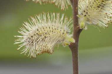Tükürük sallwos söğüt türleri ya da kış sonu ya da ilkbaharın başında bu hassas çiçeklerin, ışık saçan ağaçların yapraksız gövdelerinde doğduğunu görebiliriz.