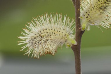 Tükürük sallwos söğüt türleri ya da kış sonu ya da ilkbaharın başında bu hassas çiçeklerin, ışık saçan ağaçların yapraksız gövdelerinde doğduğunu görebiliriz.