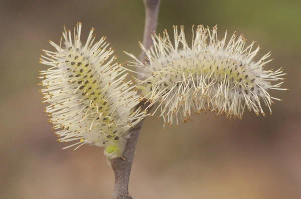 Salix Arter Pilträd Sallwos Eller Vide Slutet Vintern Eller Tidig — Stockfoto