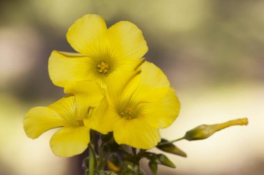 Oxalis pes caprae sourgrass ya da koyu sarı renkli kaynak çiçekleri Güney Afrika 'dan Huelva' da binlerce çayır ve oluklarla dolup taşıyor.