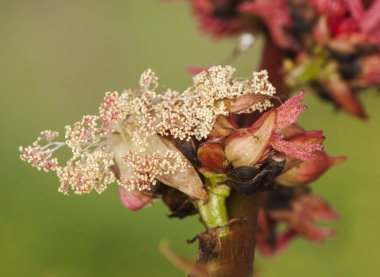 Hint fasulyesi ya da yağ bitkisi güzel beyaz ve kırmızı çiçeklerin yanı sıra yoğun kırmızı ışıklı meyveler ile çok zehirlidir.
