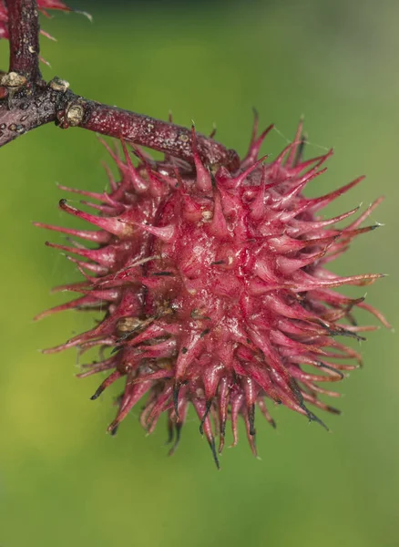 Ricinus Communis Ricinböna Eller Oljeväxt Mycket Giftigt Med Vackra Vita — Stockfoto