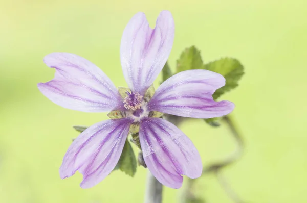 Malva Sylvestris Árbol Madera Malva Alta Maleza Con Hermosas Flores — Foto de Stock