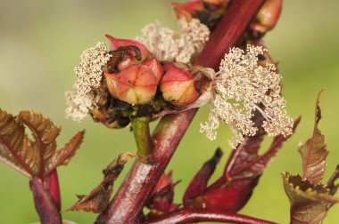 Hint fasulyesi ya da yağ bitkisi güzel beyaz ve kırmızı çiçeklerin yanı sıra yoğun kırmızı ışıklı meyveler ile çok zehirlidir.