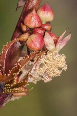 Hint fasulyesi ya da yağ bitkisi güzel beyaz ve kırmızı çiçeklerin yanı sıra yoğun kırmızı ışıklı meyveler ile çok zehirlidir.
